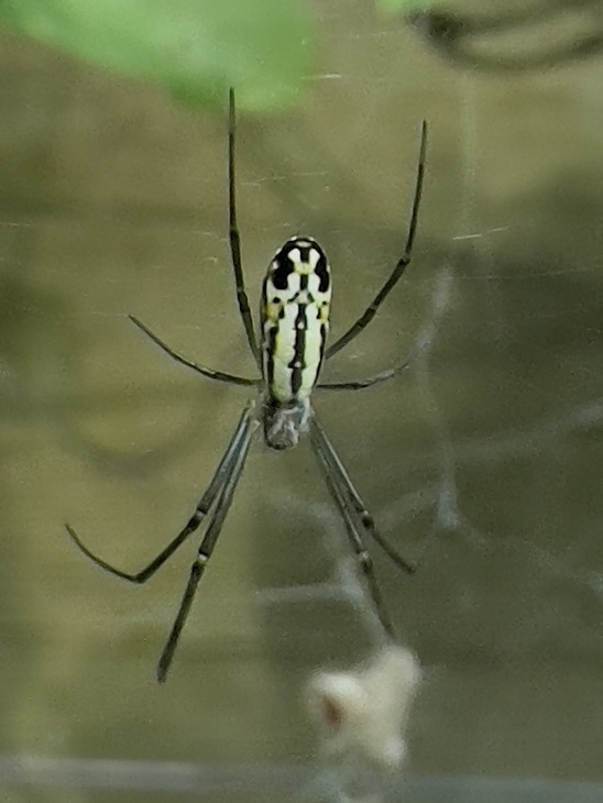Joro Spider in June 2022 by drchancey · iNaturalist