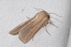 Mythimna congrua