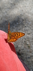 Argynnis adippe