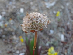 Armeria welwitschii