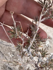 Eriogonum microtheca simpsonii