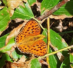 Argynnis adippe
