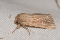 Mythimna congrua