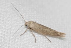 Scythris inertella