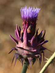 Cynara syriaca