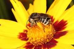 Melissodes subillatus