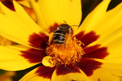 Melissodes subillatus