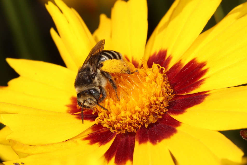 Echinacea Longhorn