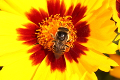 Melissodes subillatus