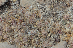 Austrocactus spiniflorus