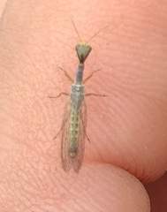 Xanthostigma corsica