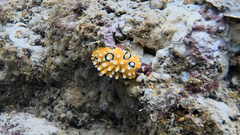 Phyllidia ocellata