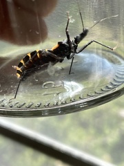 Triatoma gerstaeckeri