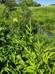 Cephalaria litvinovii