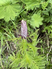 Pedicularis atropurpurea
