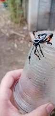Pachylis gigas