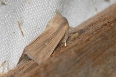 Mythimna congrua