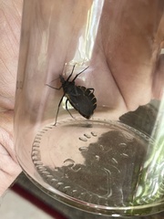 Triatoma gerstaeckeri