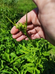 Cephalaria litvinovii