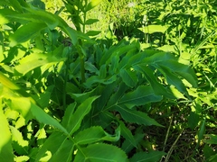 Cephalaria litvinovii