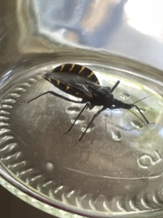 Triatoma gerstaeckeri