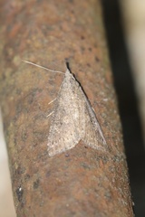 Hypena humuli