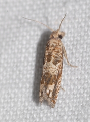 Eucosma fervidana