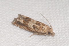 Eucosma fervidana