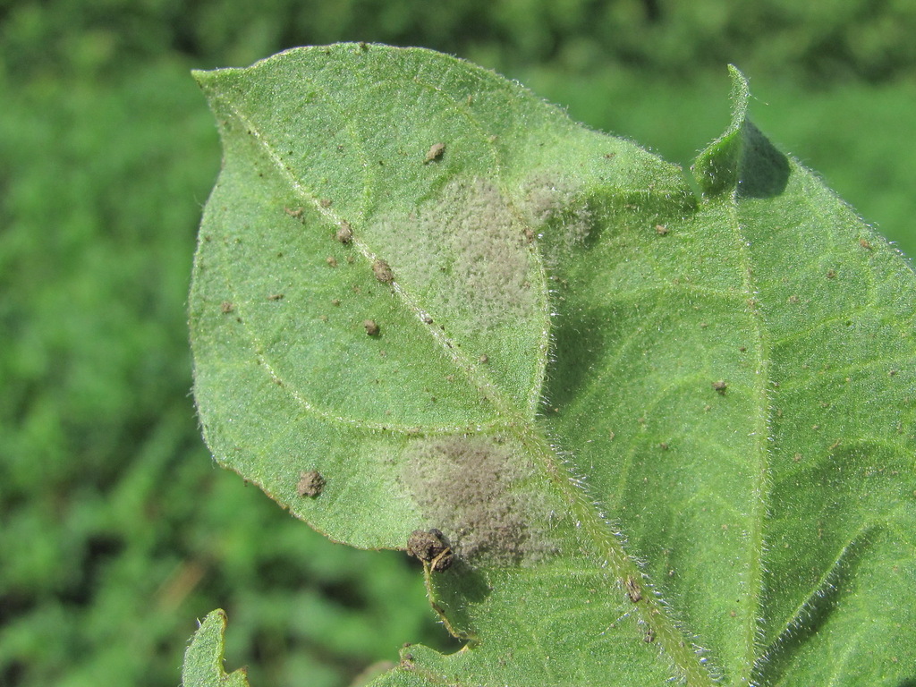 Peronospora hyoscyami