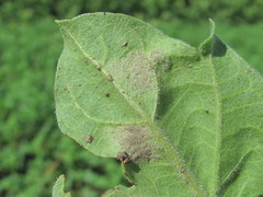 Peronospora hyoscyami