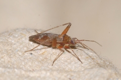 Phytocoris minor