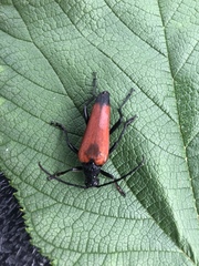 Stenelytrana emarginata
