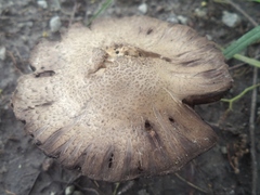 Agaricus