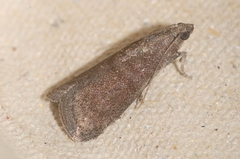 Assara conicolella
