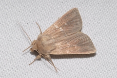 Mythimna congrua