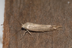 Scythris inertella