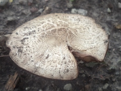 Agaricus