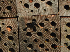Anthrax aterrimus