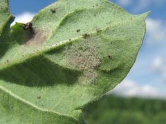 Peronospora hyoscyami