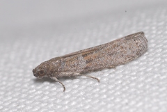 Cadra figulilella