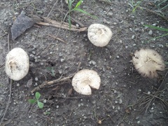 Agaricus
