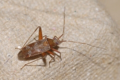 Phytocoris minor