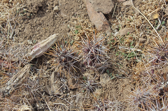 Austrocactus spiniflorus