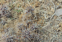 Austrocactus spiniflorus