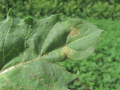 Peronospora hyoscyami