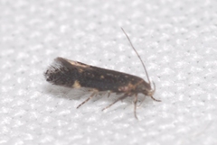 Aproaerema anthyllidella