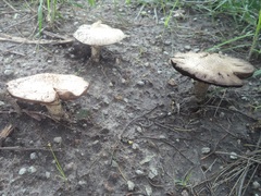 Agaricus