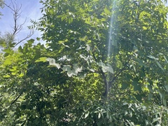 Ampelopsis humulifolia