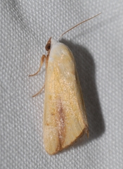 Pardoxia graellsii
