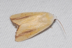 Pardoxia graellsii